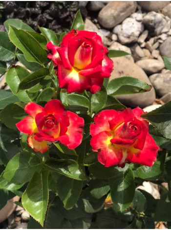 Купити або замовити Троянда 