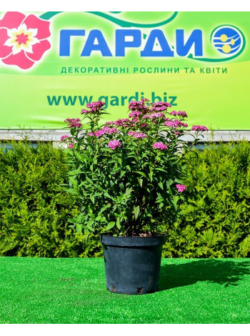 Купити або замовити Спірея 