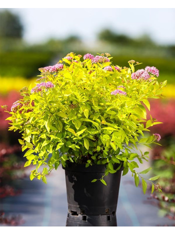 Купити або замовити Спірея 