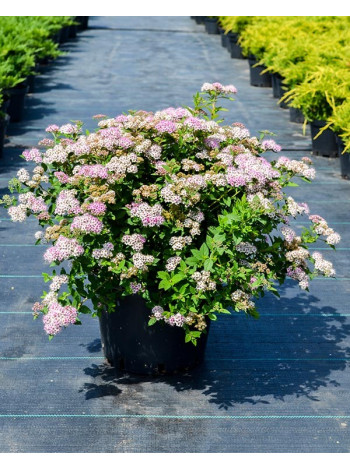 Купити або замовити Спірея 