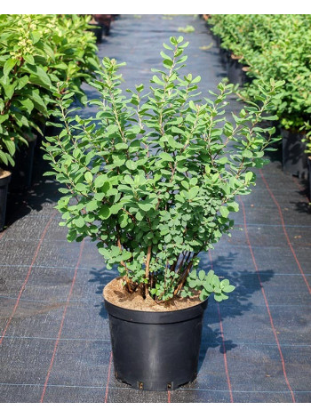 Купити або замовити Спірея 