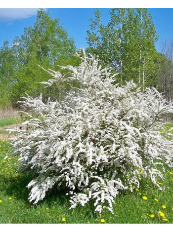 Купити або замовити Спірея 