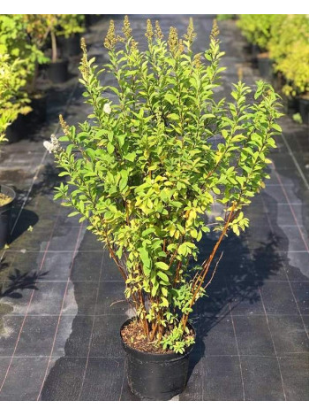 Купити або замовити Спірея 