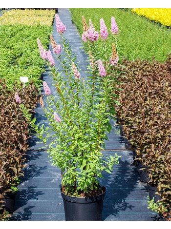 Купити або замовити Спірея 