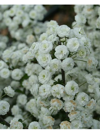 Купити або замовити Декоративні кущі