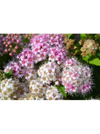 Купити або замовити Спірея 