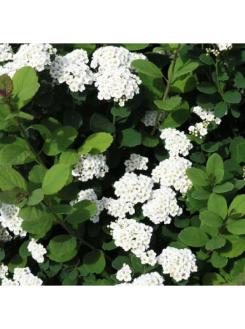 Купити або замовити Спірея 