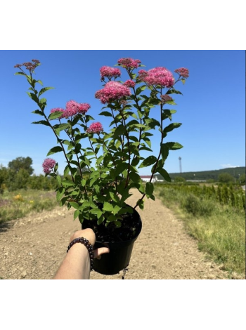 Купити або замовити Декоративні кущі