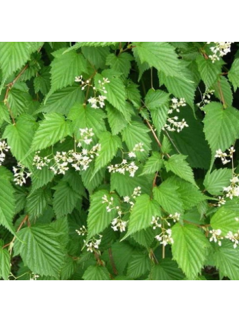 Купити або замовити Декоративні кущі