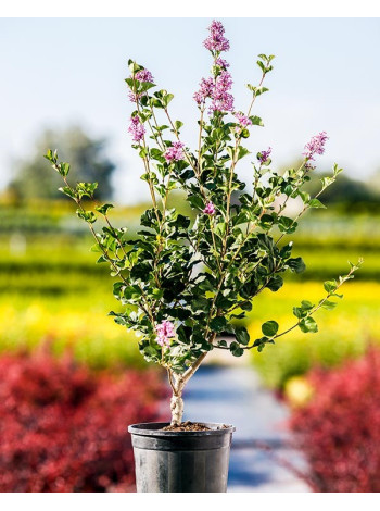 Купити або замовити Бузок 