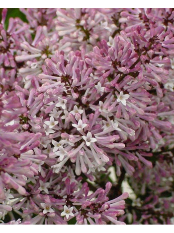 Купити або замовити Бузок 