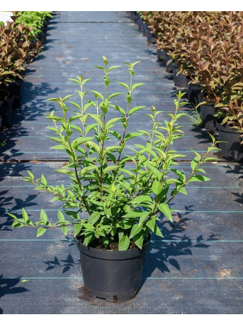 Купити або замовити Бузок 