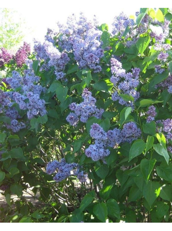 Купити або замовити Бузок 