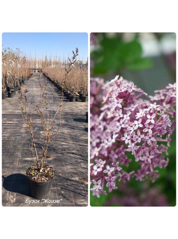 Купити або замовити Бузок 