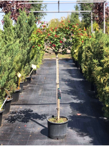 Купити або замовити  Калина 