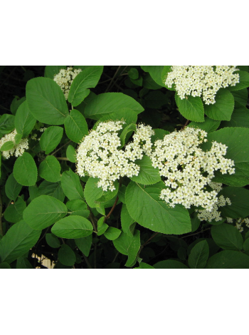 Купити або замовити Декоративні кущі