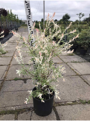 Купити або замовити Декоративні кущі