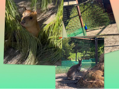 Гарди- це оазис краси та екзотики. Міні-зоопарк та сад мрій запрошують!