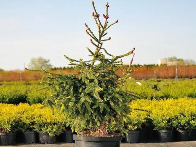 Ялина звичайна Акрокона: Ідеальне дерево для маленьких садів