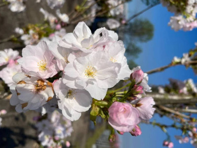 Цвітіння вишні Аманогава: Як насолоджуватись красою цієї рослини