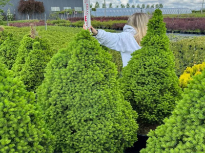 Догляд та вирощування ялини канадської Коніка вдома та в саду