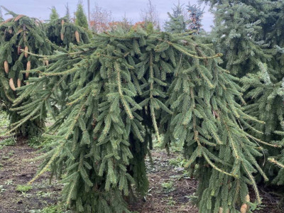 Плакуча красуня для вашого саду: особливості ялини звичайної Фробург