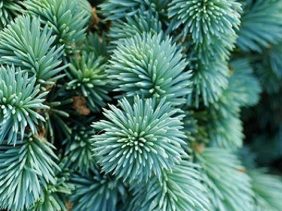 Поради з обрізки ялини колючої Глаука Глобоза. Як зберегти форму дерева?