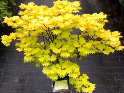 Корисні властивості різних видів кленів та їх застосування в кулінарії