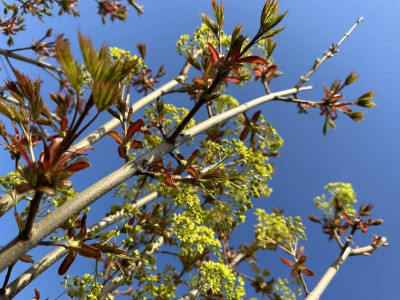 Клен Крімсон Сентрі в міському середовищі: адаптація та догляд