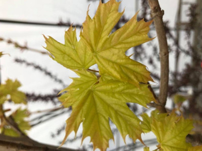 Чи підходить клен Принцентон Голд для вашого клімату?