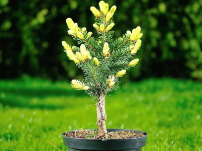 Переваги Ялини Майголд для українських садівників