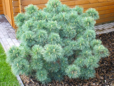 Огляд видів сосни: догляд, характеристики та переваги