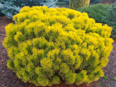 Ідеї та композиції сосни Дезембер Голд в садовому дизайні