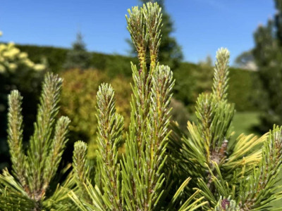 Як правильно вирощувати та доглядати сосну гірську Голден Глоу