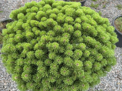 Як правильно вирощувати сосну гірську Літомисл?