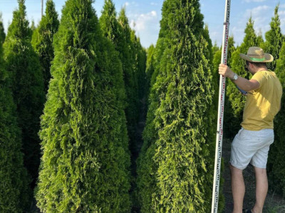 Догляд та лікування туй: корисні поради для здоров'я рослин