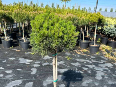 Секрети догляду та використання сосни Варела у рокаріях