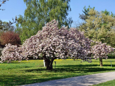 Секрети рясного врожаю: як правильно формувати дерево вишні