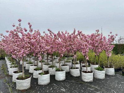 Як вирощувати вишню Канзан в Україні: Поради по догляду