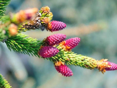 Чи можна виростити ялину з насіння?