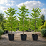 Багряник канадський Ванілла Твіст (Cercis canadensis Vanilla Twist) 260 см, С38
