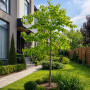 Багряник канадський Ванілла Твіст (Cercis canadensis Vanilla Twist) 260 см, С38