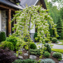 Багряник канадський Ванілла Твіст (Cercis canadensis Vanilla Twist) 260 см, С38