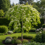 Багряник канадський Ванілла Твіст (Cercis canadensis Vanilla Twist) 260 см, С38