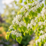 Багряник канадський Ванілла Твіст (Cercis canadensis Vanilla Twist) 260 см, С38