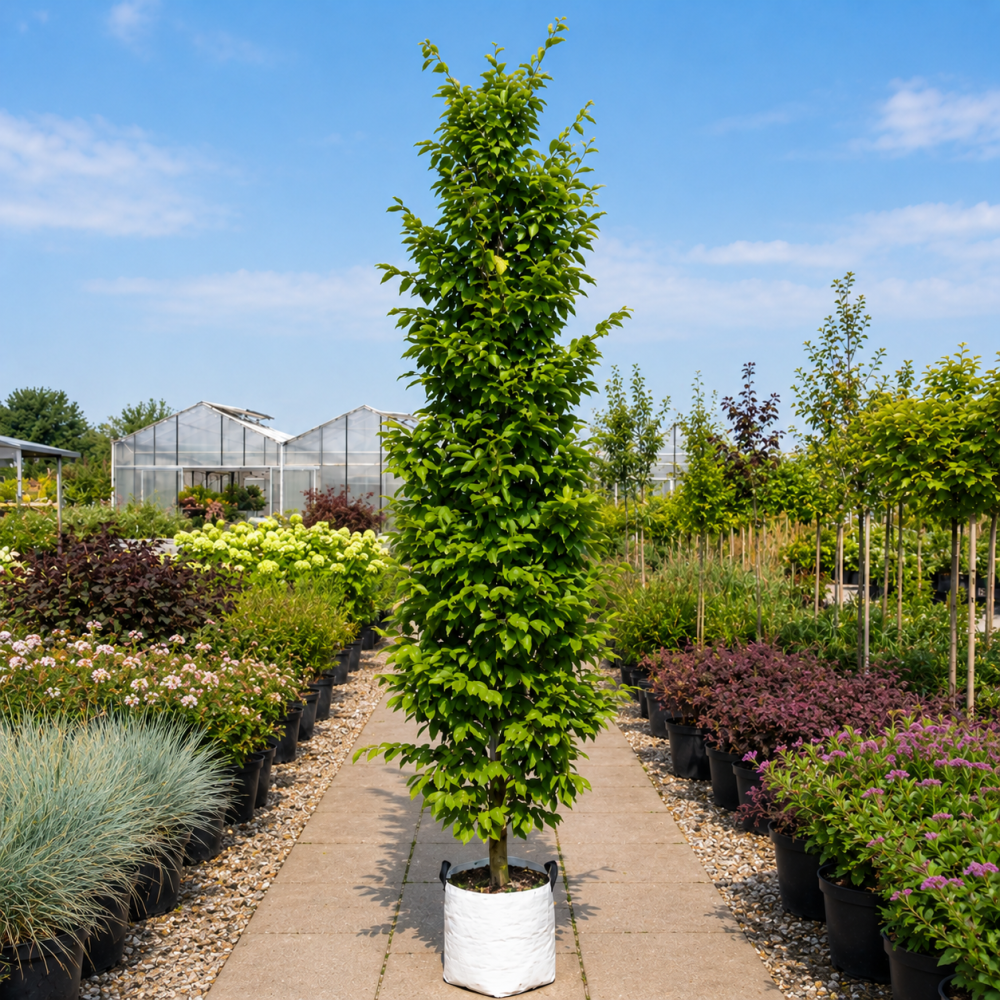 Бук лісовий Девік Голд (Fagus sylvatica Dawyck Gold) 14-16 см, 400 см, С79