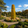 Бук лісовий Девік Голд (Fagus sylvatica Dawyck Gold) 14-16 см, 400 см, С79