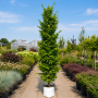 Бук лісовий Девік Голд (Fagus sylvatica Dawyck Gold) 14-16 см, 400 см, С79