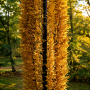 Бук лісовий Девік Голд (Fagus sylvatica Dawyck Gold) 14-16 см, 400 см, С79