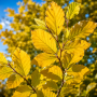 Бук лісовий Девік Голд (Fagus sylvatica Dawyck Gold) 14-16 см, 400 см, С79